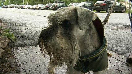 Mysteriöse Hunde-Krankheit: Mehr als 25 tote Vierbeiner in Norwegen