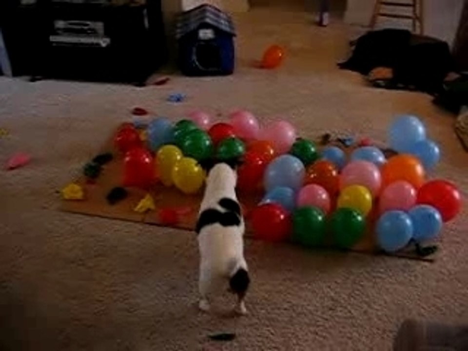 chien eclate ballons