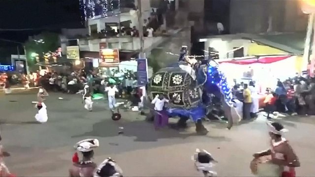 دو فیل در جشنواره سالانه رژه فیل‌ها در سریلانکا ۱۷ نفر را مجروح کردند
