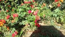 Butterfly over a Lantana horrida flowers