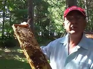 Honey Bees - Life Cycle