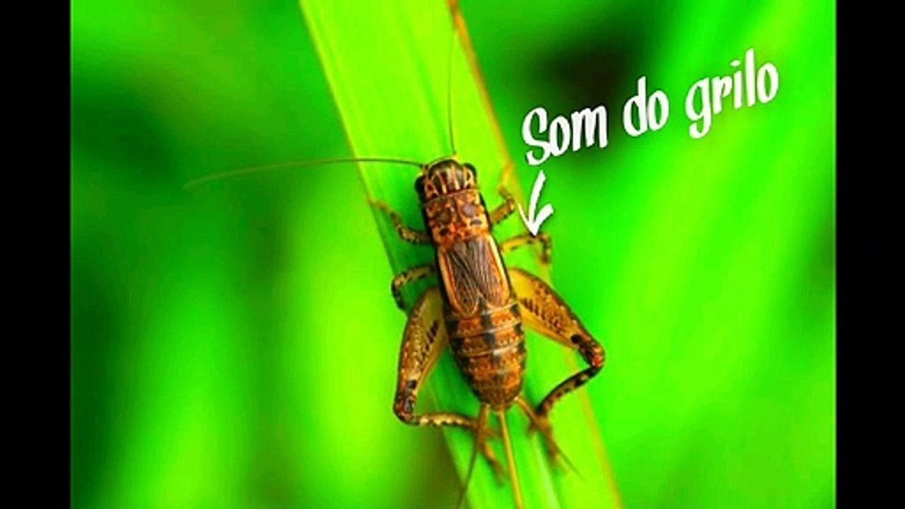 Som do grilo