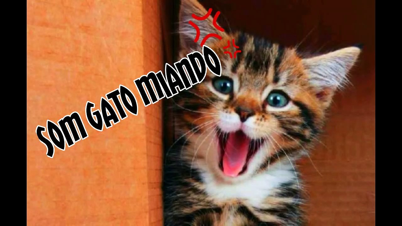 Som gato miando