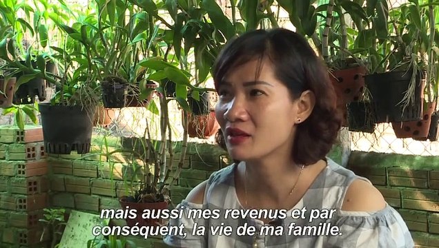 Vietnam: une bactérie injectée aux moustiques pour éradiquer la dengue