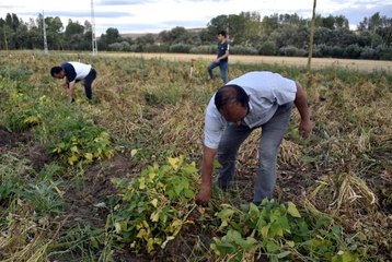 Köse'de kuru fasulye hasadı başladı