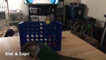 Two Birds Play Board Game With Each Other