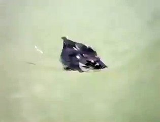 Suda yarasa gördünüz mü hiç