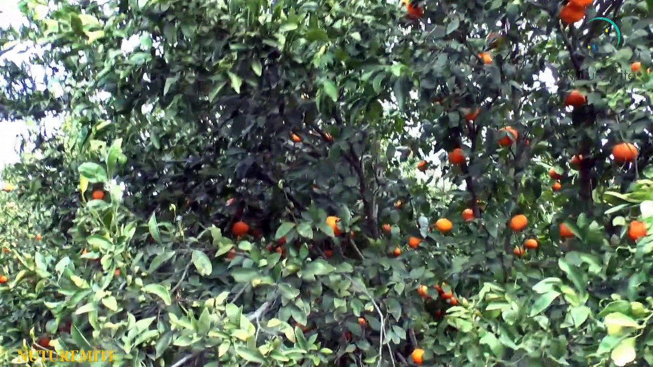 Why You Must Eat One Clementine fruit a Day?- Nutrition knowledge nuturemite