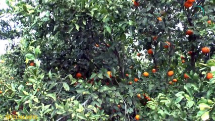 Why You Must Eat One Clementine fruit a Day?- Nutrition knowledge nuturemite