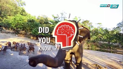 Did you Know - ทำไมอาหารเช้าถึงมีความสำคัญนัก