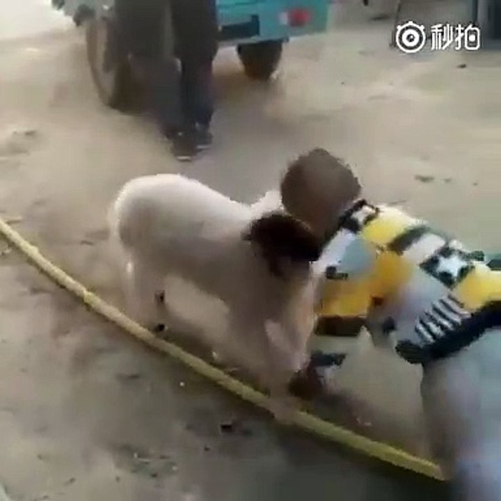 Çocuğa toslayan küçük keçi
