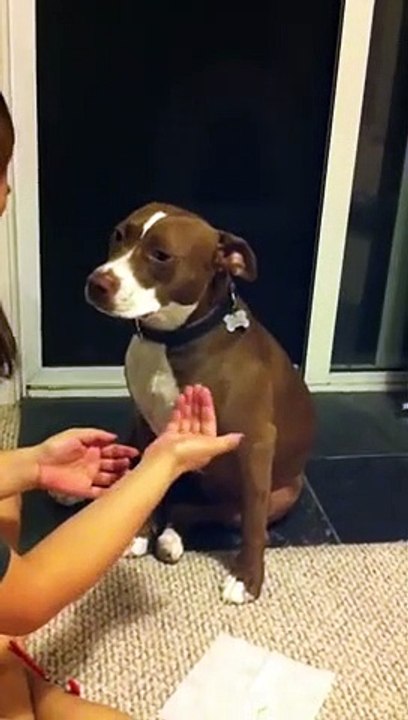 Hilarant : ce chien fait la comédie quand on lui coupe les ongles