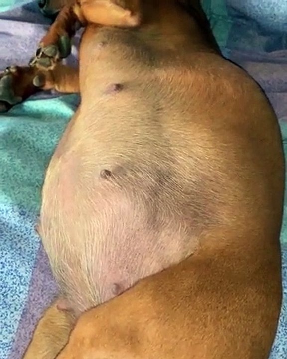 Images extraordinaires de femmes et animaux enceintes !