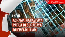 Penampakan 1 dari 4 Ular yang Dilempar ke Asrama Mahasiswa Papua di Surabaya