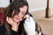 Los beneficios de tener un gato como mascota