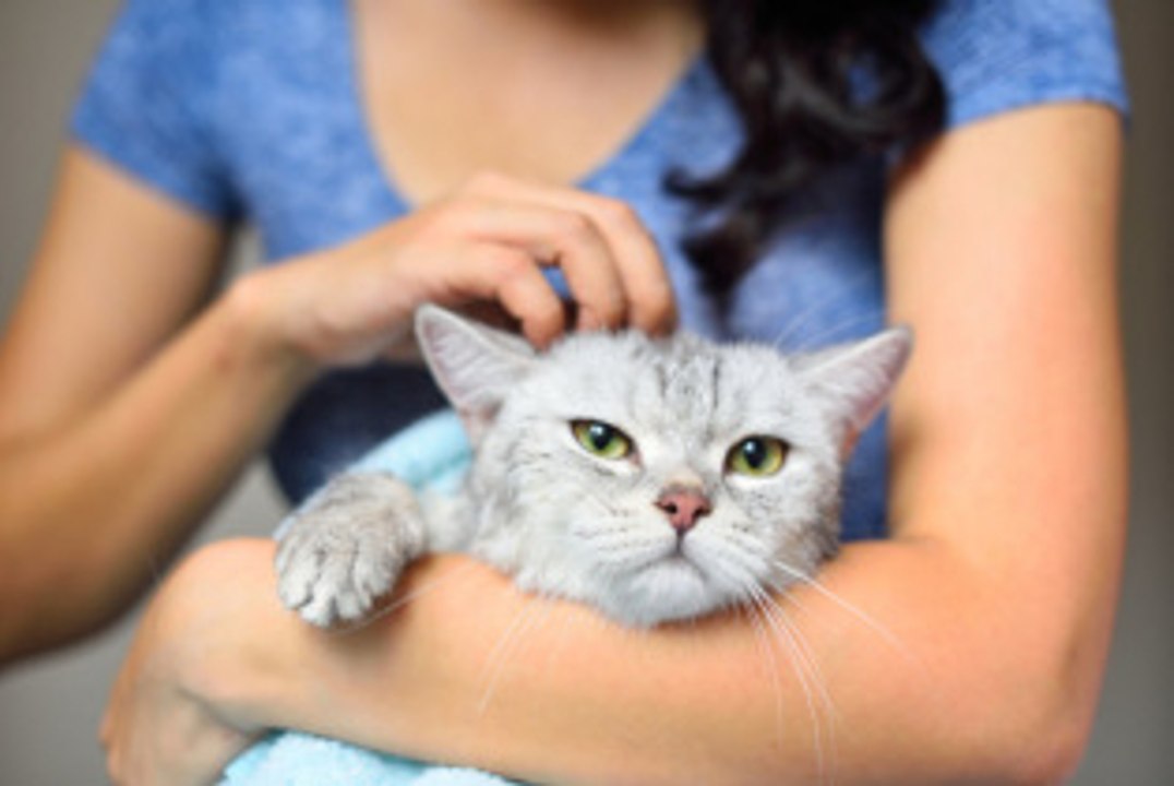 ¿Entiendes a tu gato? ¡Descifra su lenguaje!