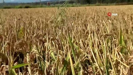 Dünyaca ünlü Gönen Baldosu'nda hasat başladı