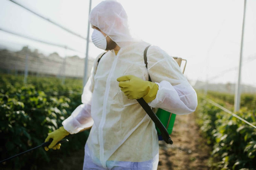 Wie man aus weißem Essig einen natürlichen Unkrautvernichter herstellt