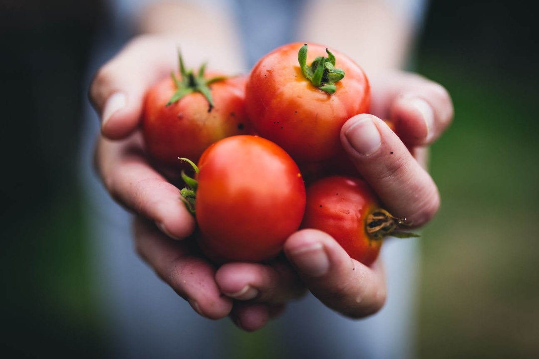 Wie man Tomaten anbaut und eine große Ernte hat