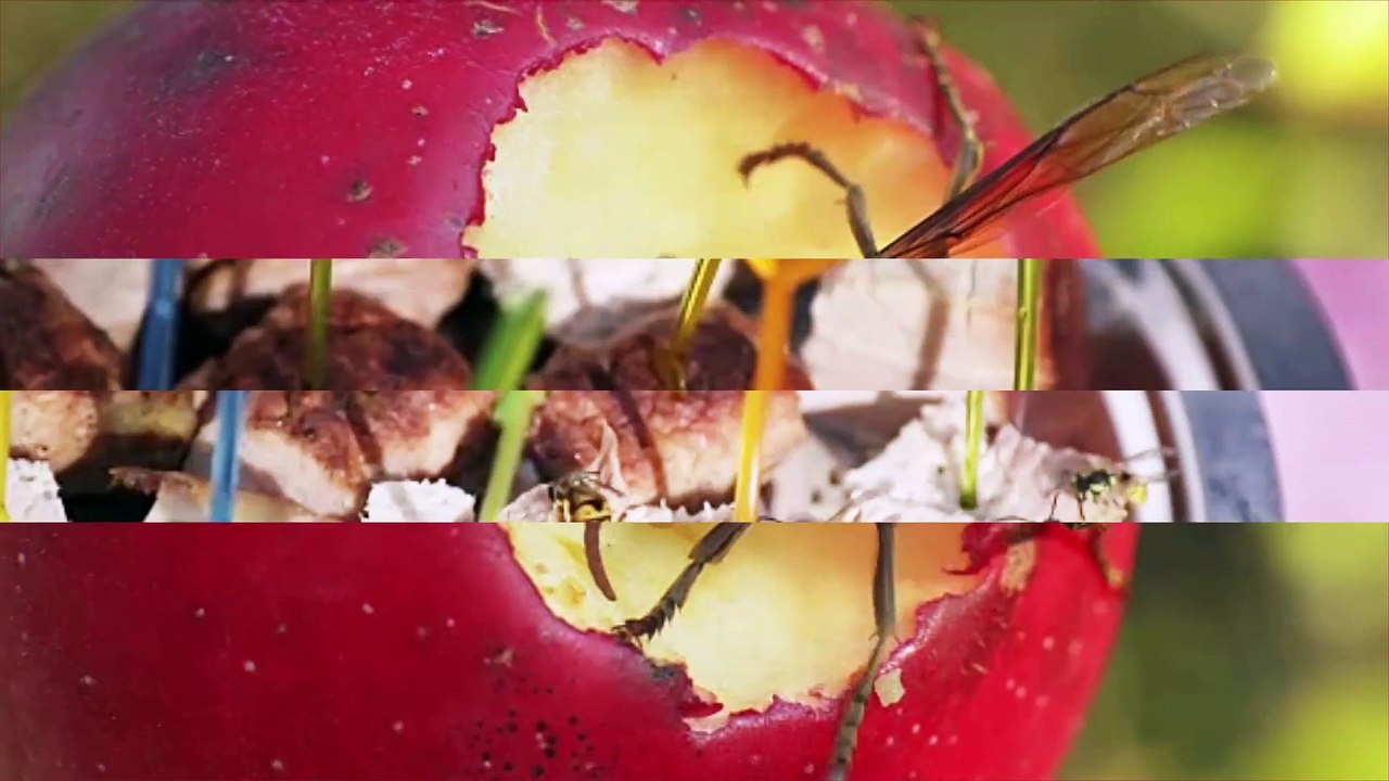 Wie du Wespen von deinem Garten fern hältst