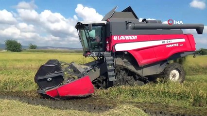 Dünyaca ünlü Gönen Baldosu’nda hasat başladı