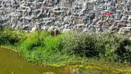 Konya dereye düşen köpek, itfaiye ekipleri tarafından kurtarıldı