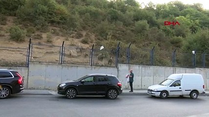 Sarıyer'de domuzlar caddeye indi