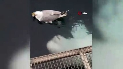- Balina ile martının gülümseten oyunu- Martı, balinaya yem olmadı