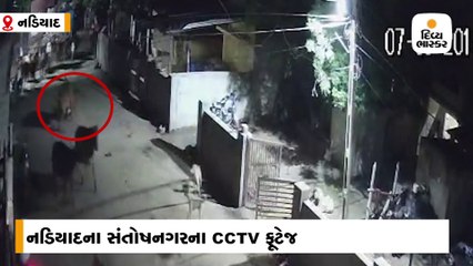 નડિયાદમાં રખડતી ગાયના ઝૂંડે 13 વર્ષના ભાઇ, 10 વર્ષની બહેનને 3 મિનિટ સુધી રગદોળ્યા