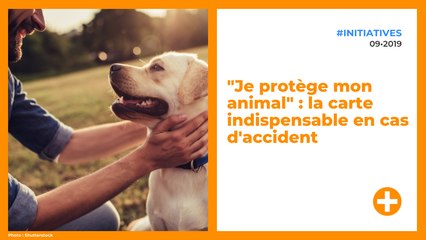 "Je protège mon animal" : la carte indispensable en cas d'accident