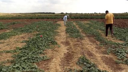 Viranşehir'in "şelengo"su koruma altına alınıyor