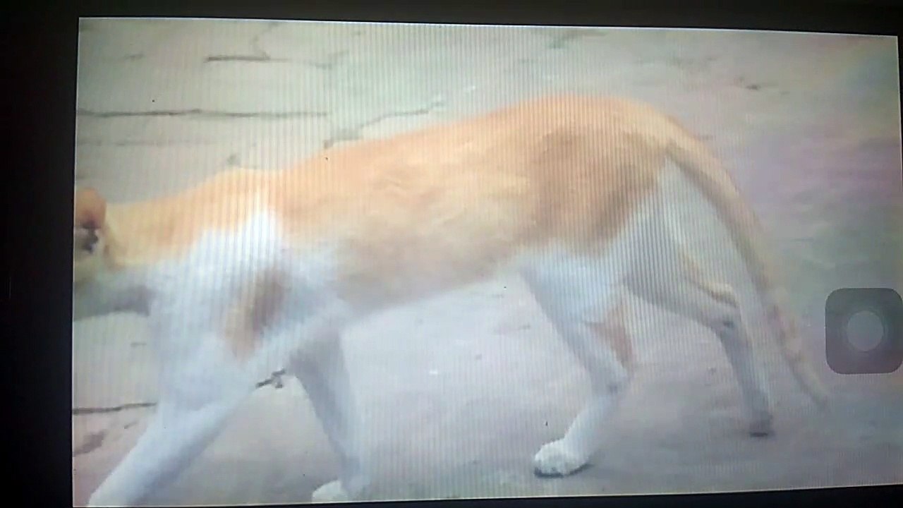 Cat stunt real