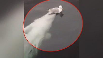 Balina ve martının komik oyunu