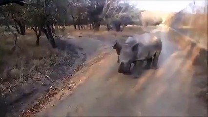 Kendini keçi sanan gergedan'ın sakar zıplayışları