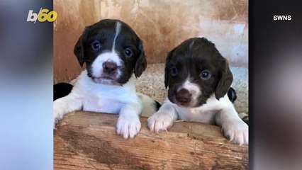 Heartwarming Video Shows 5 Week-Old Pups Reunited With Their Owner After They Were Stolen!