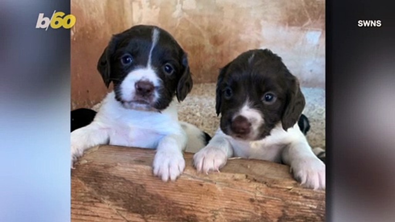 Heartwarming Video Shows 5 Week-Old Pups Reunited With Their Owner After They Were Stolen!