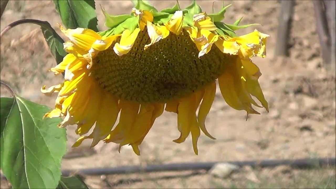 Meimoa, Beira Interior, ( Penamacor - Castelo Branco ) a 7-9-2019...