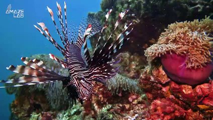 Hungry as a Lion… Fish! Lionfish Taking Over the Atlantic Ocean