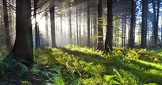 L'Irlande va planter 440 millions d'arbres dans les deux prochaines décennies pour lutter contre le réchauffement climatique