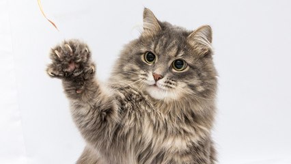 ¿Para qué le sirven al gato las uñas?