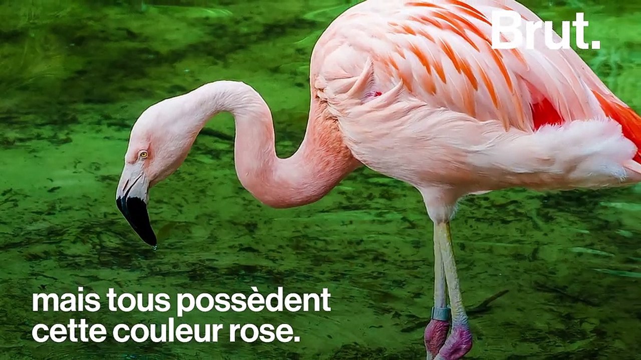 Pourquoi les flamants roses sont ils roses Vidéo Dailymotion