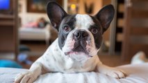 ¿Qué lesiones puede sufrir un perro en la piel?