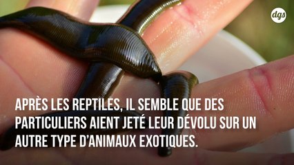 Certaines personnes possèdent des sangsues... comme animaux de compagnie