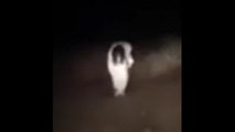 Witches, Demons, Ghosts, and Fright Witches, Demons, and Ghosts Footage Caught On Tape-