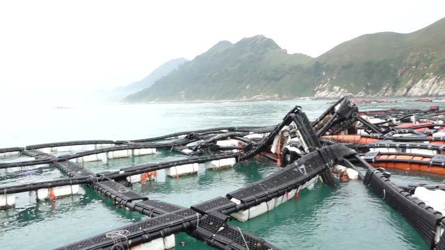 부서지고 떠내려가고...가두리 양식장 초토화! / YTN