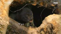 [NATURE] a mother bear who is hunting for her young,MBC 다큐스페셜 20190909