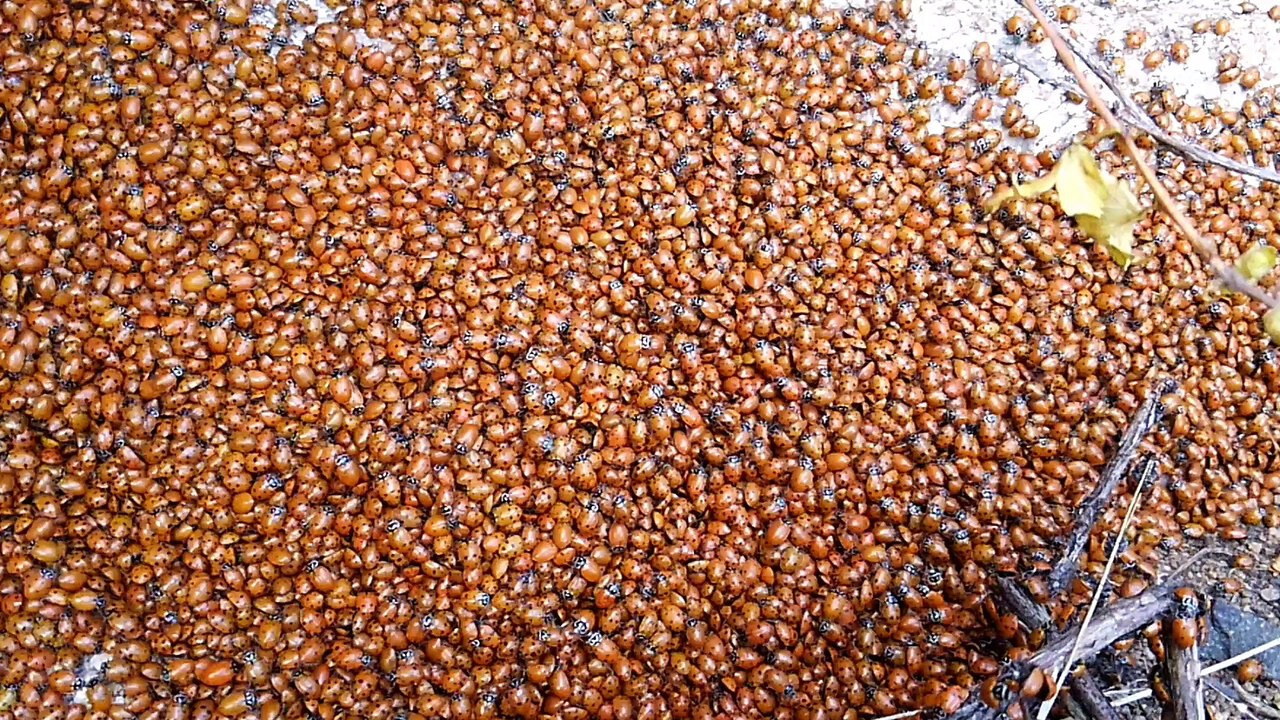 Lots and Lots of Ladybugs