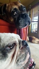 Cute Dog Lets it All Hang Out