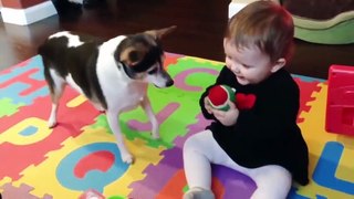 Funny Babies and Naughty Dogs are Best Friends  - Fun and Fails Baby Video