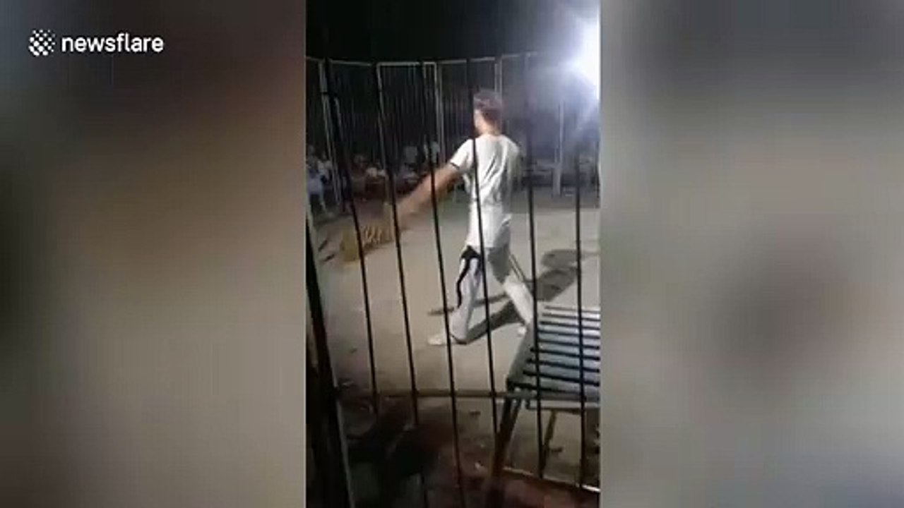 Shocking moment circus tiger escapes cage during performance in China's Yuanyang